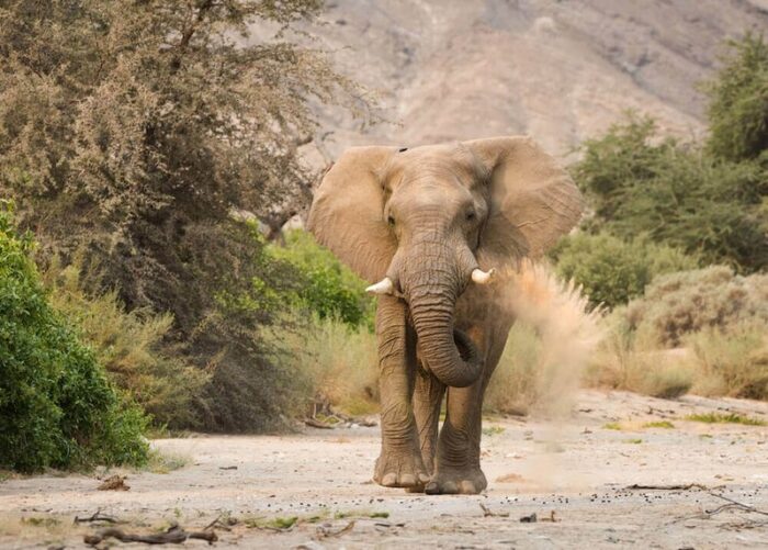 Hoanib Valley Camp in Hoanib Valley in Namibia - For the Website gallery