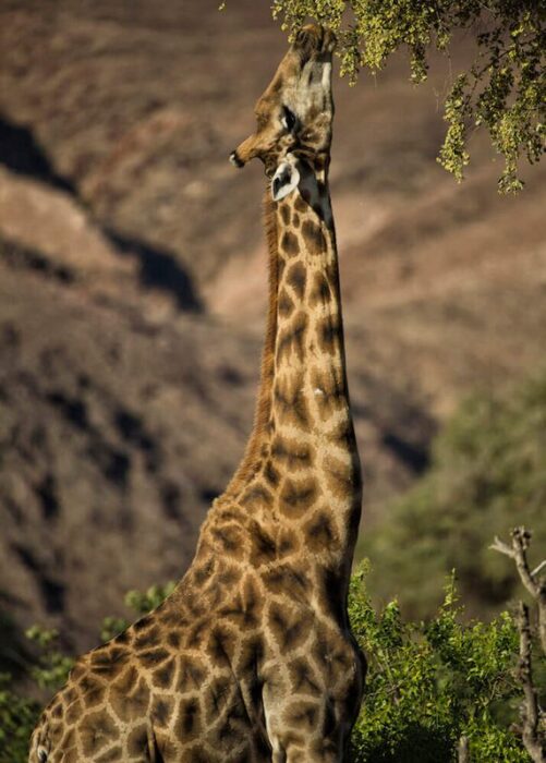 Hoanib Valley Camp in Hoanib Valley in Namibia - For the Website gallery