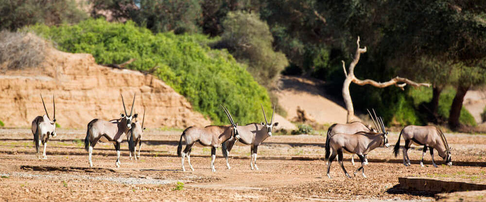 Oryx in Hoanib Valley Camp in Namibia in luxury in Bellingham Safaris - for website top mammals 2023