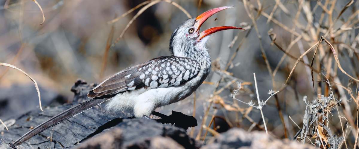 Monteiro's Hornbill in Hoanib Valley in Namibia by Artush (Canva) - for the website Hoanib Valley page 2023