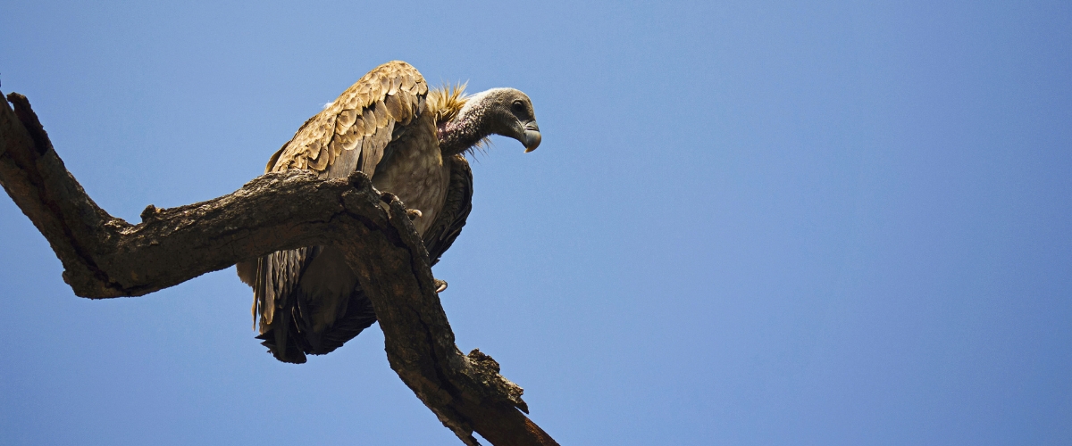 Indian Vulture in resting on a branch looking for a prey