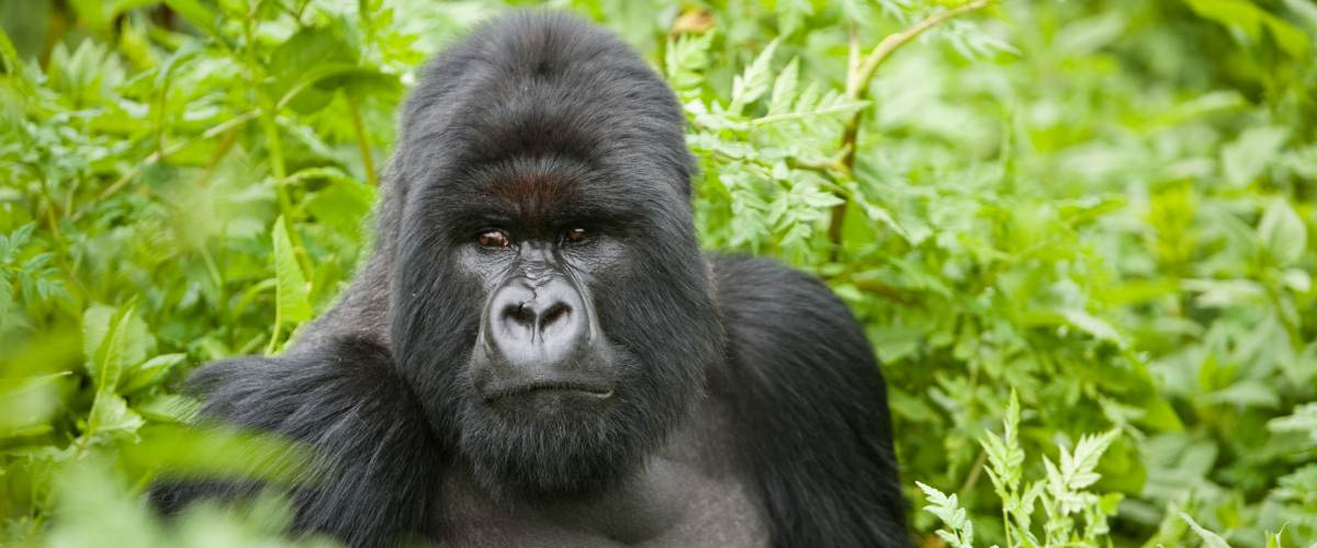 Mountain Gorilla at Volcans National Park in Rwanda