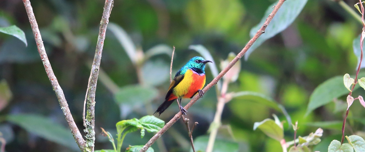 Colourful Regal Sunbird sitting on a tree branch in Volcans National Park in Rwanda