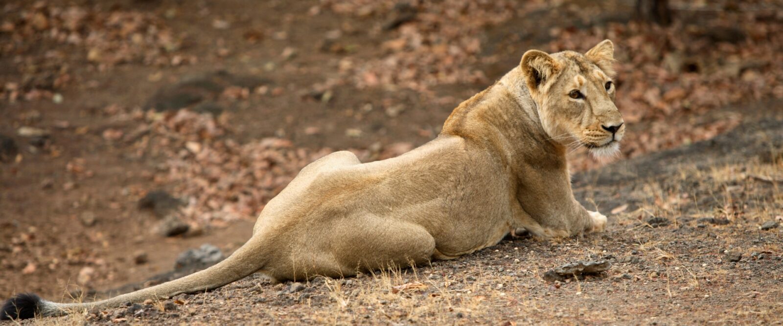 Asiatic Lioness at Gir National Park in India