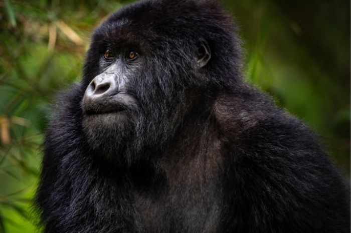 Gorilla in Volcans National Park in Rwanda