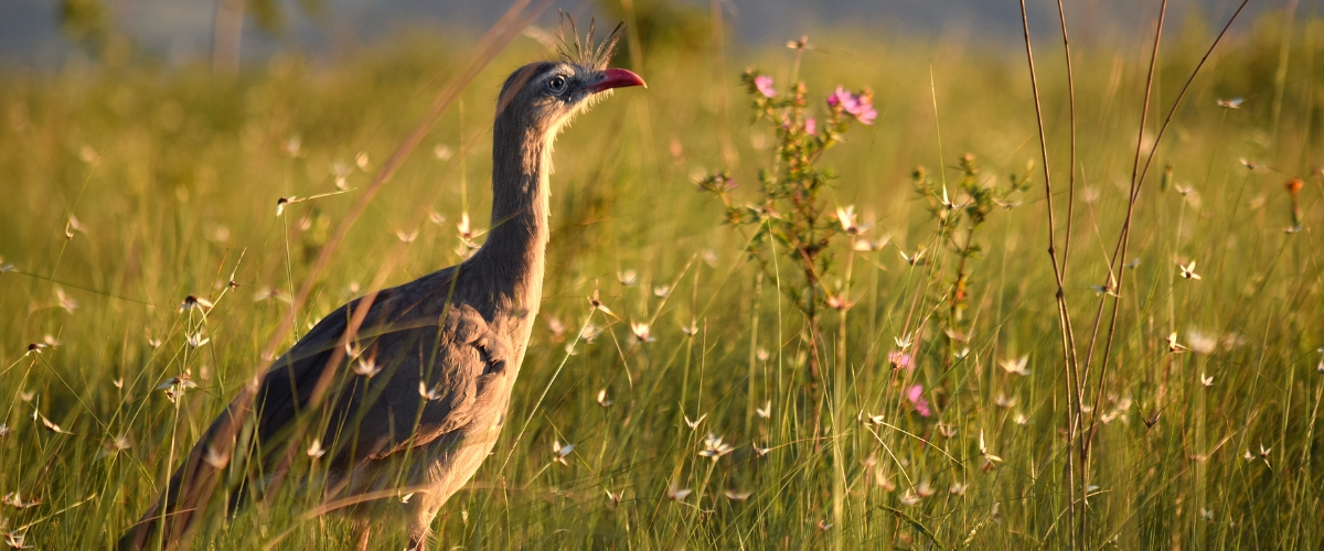 Seriema in Cerrado in Brazil in Luxury Safaris