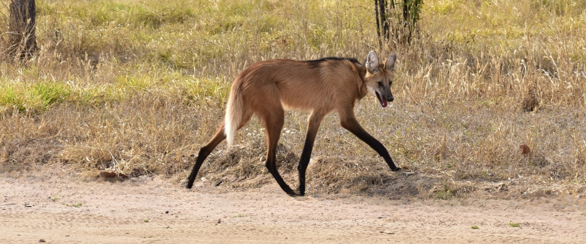 Maned Wolf in Cerrado in Brazil in luxury safaris