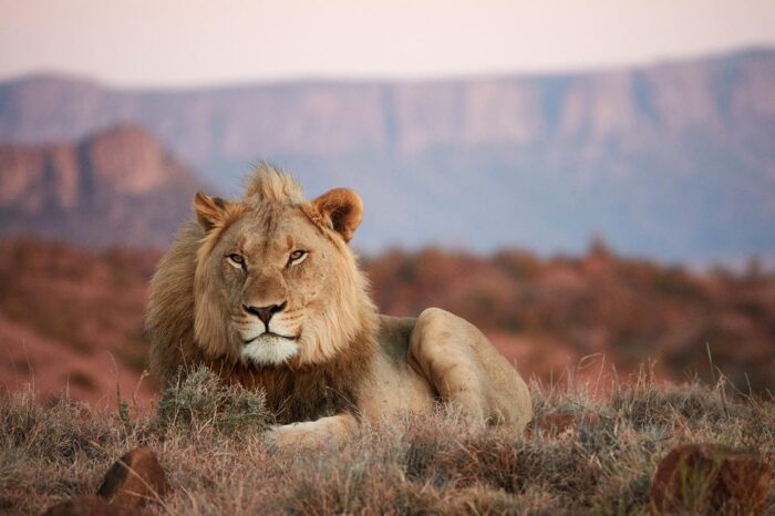 Lion in Samara Karoo Lodge in South Africa in Luxury African Safari