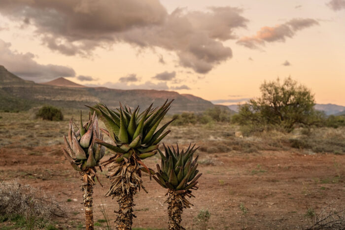 Landscape in Samara Karoo Lodge in South Africa in Luxury African Safari