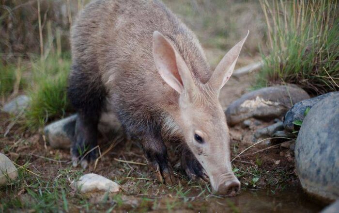 Aardvark in Samara Karoo Lodge in South Africa in Luxury African Safari