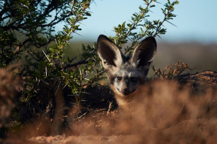 Bat Eared Fox in Samara Karoo Lodge in South Africa in Luxury African Safari