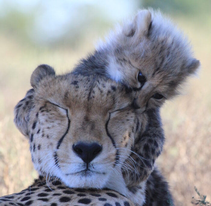 Cheetahs in Samara Karoo Lodge in South Africa in Luxury African Safari