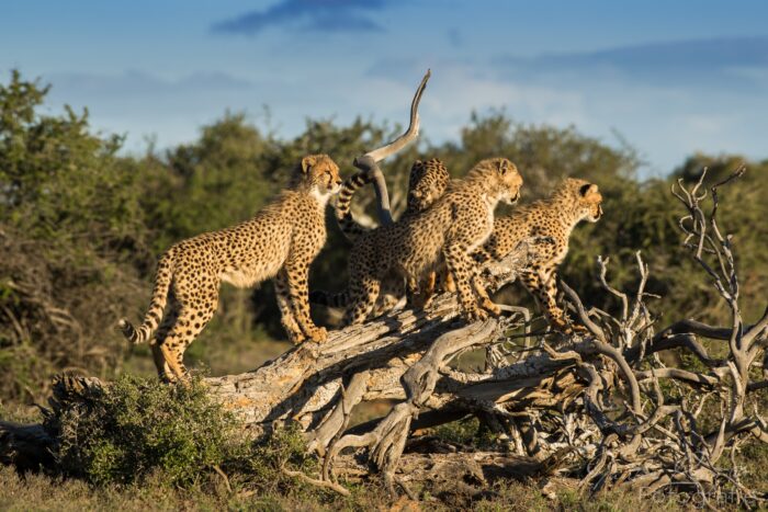 Cheetah Cubs in Samara Karoo Lodge in South Africa in Luxury African Safari