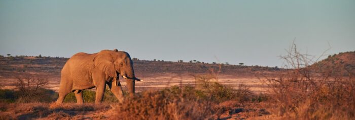 Elephant Bull in Samara Karoo Lodge in South Africa in Luxury African Safari