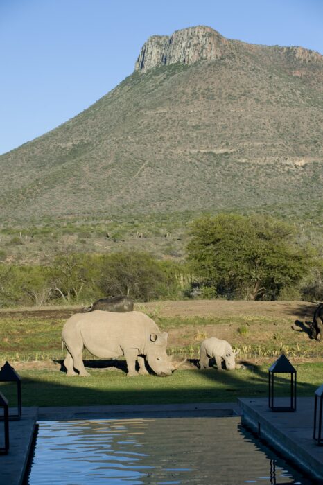 Rhino Cow and Calf in Samara Karoo Lodge in South Africa in Luxury African Safari