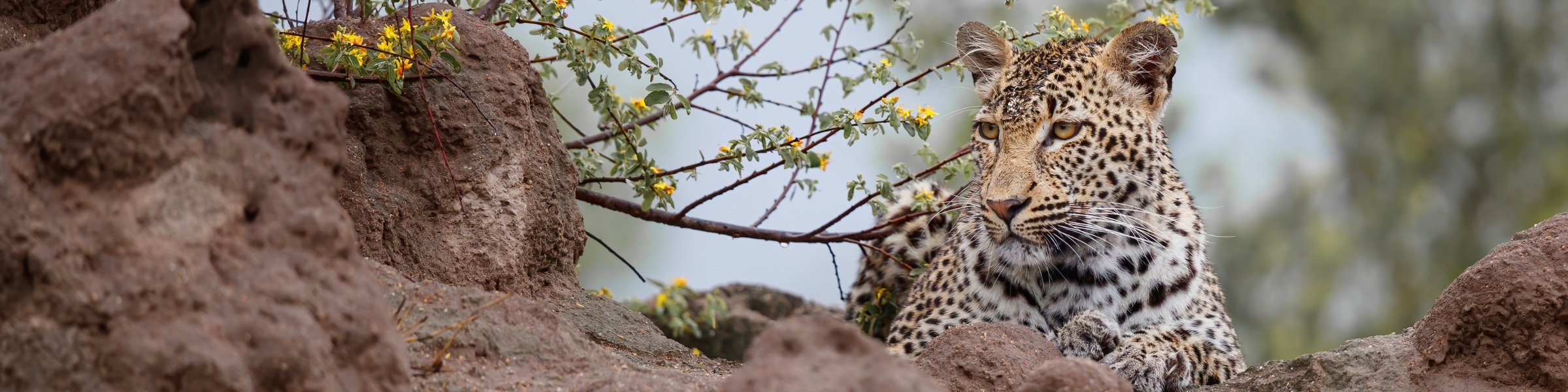 Leopard - Sabi Sand - South Africa