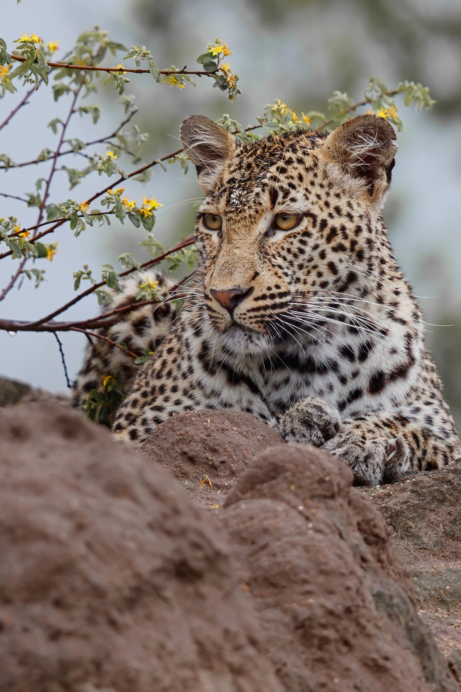 Leopard - South Africa - Taster Itinerary - mobile