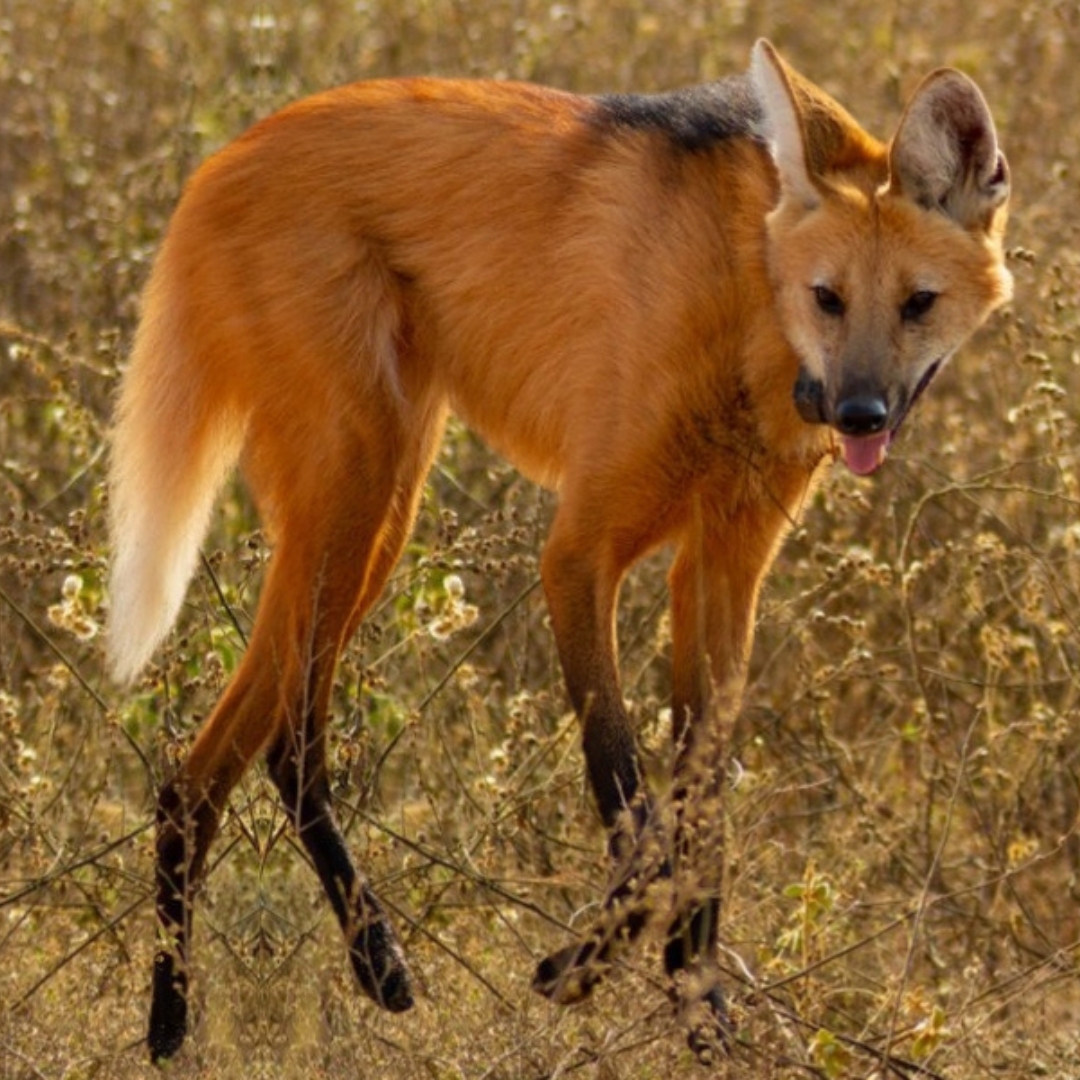 Maned Wolf in Cerrado in Brazil by Pousada Trijuncao - Taster Itinerary Mobile Website