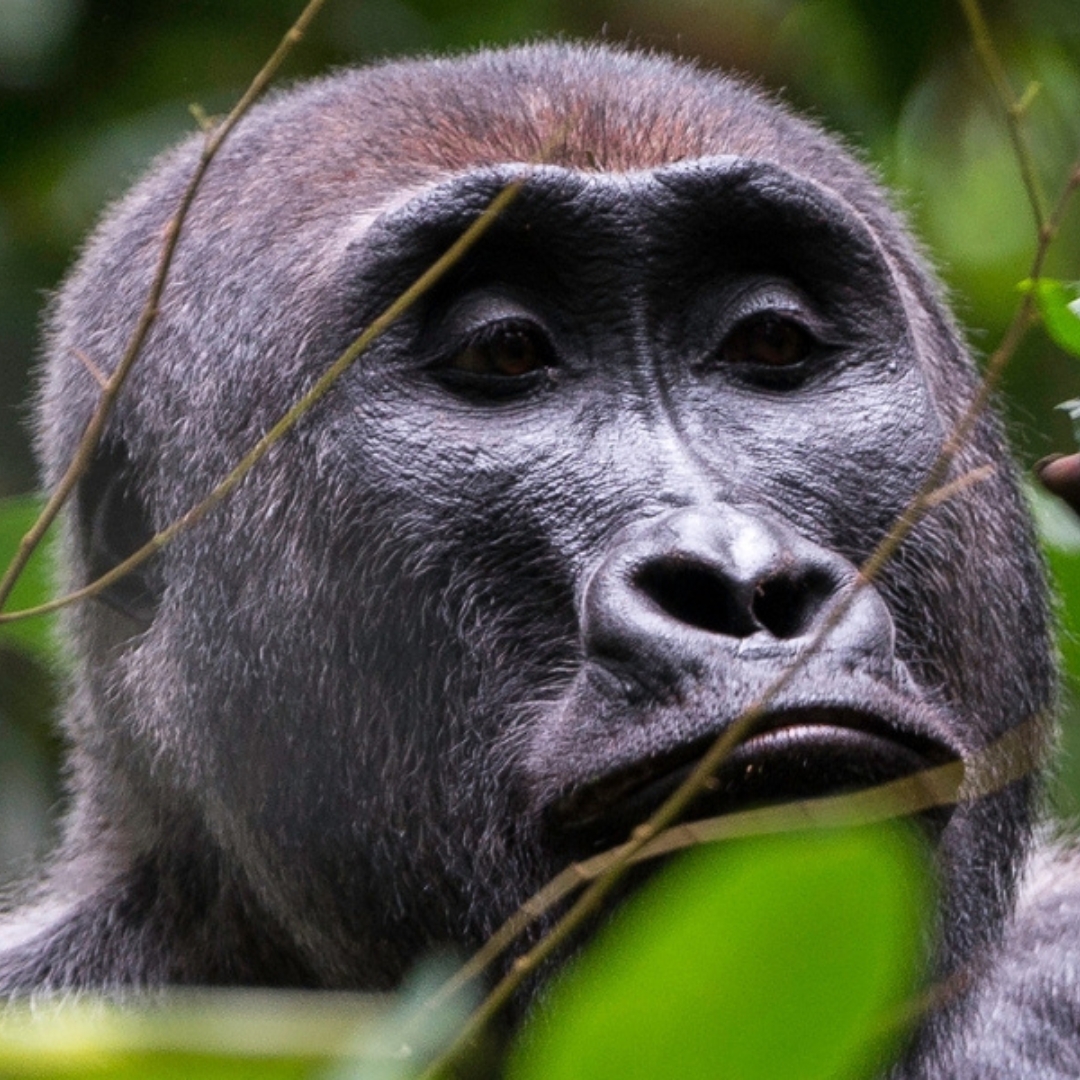 Gorilla in Odzala National Park in Congo by Odzala - Website Taster Itinerary Mobile