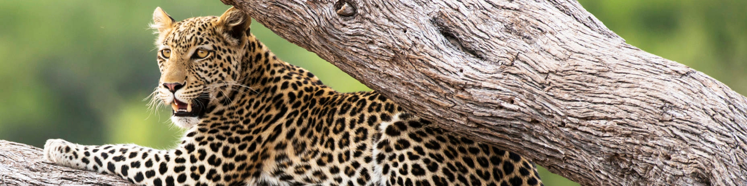 Leopard in Khwai, Botswana, by Travel trend - Website Taster Itinerary