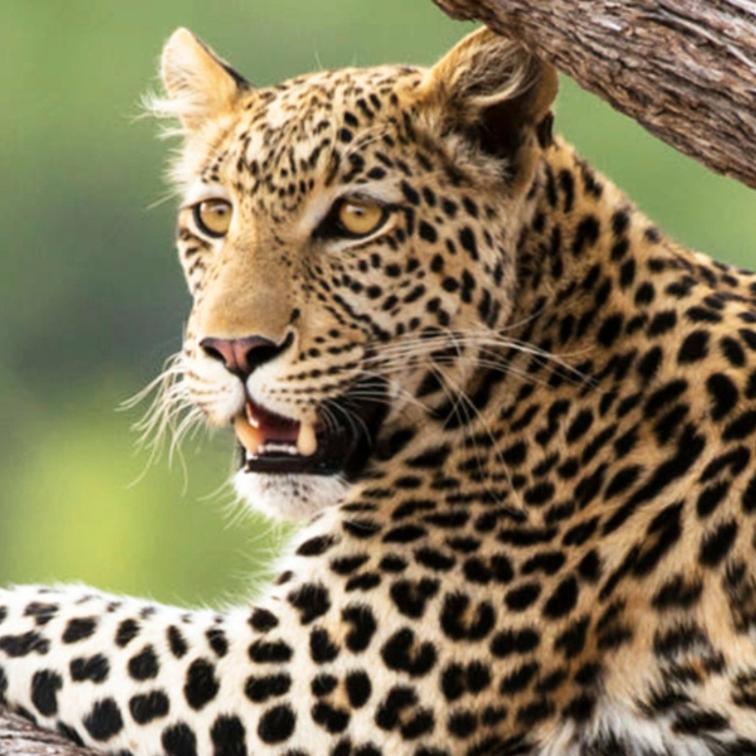 Leopard in Khwai, Botswana, by Travel trend - Website Taster Itinerary Mobile