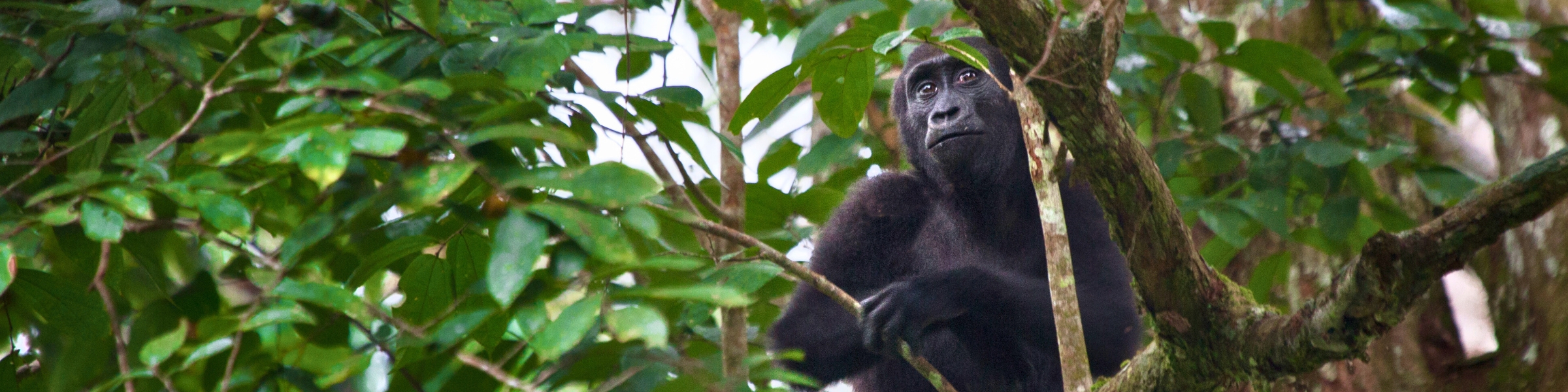 Gorilla in Odzala National Park in Congo by Odzala - Website Taster Itinerary